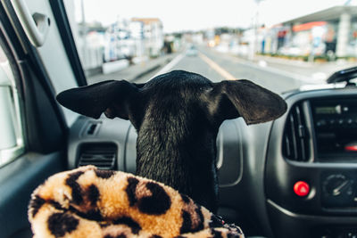 Close-up of a dog in car