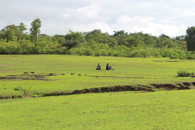 Scenic view of grassy field against sky