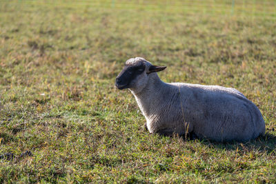 Side view of an animal on field