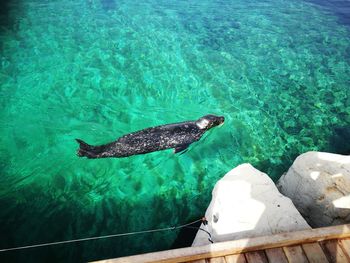 High angle view of turtle swimming in sea