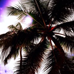 Low angle view of palm tree against sky