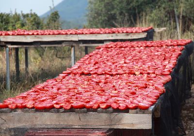 Tomatoes arranged on tables