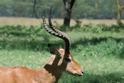 Deer on a field