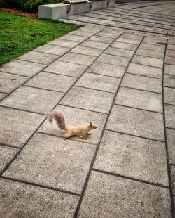 High angle view of bird on cobblestone