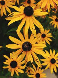 Close-up of yellow flowers blooming outdoors