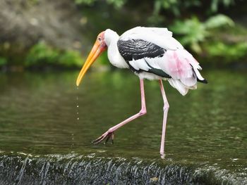 Bird perching on a lake