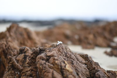 Dry coral on rock at beach