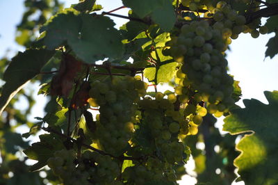 Low angle view of grapes growing on tree