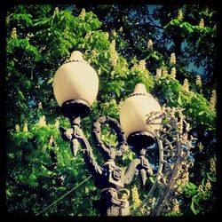 Plants growing on tree