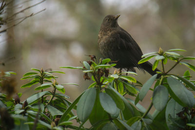 Bird perching on a plant