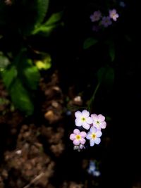 Close-up of flowering plant