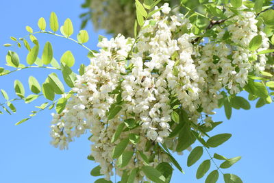 Low angle view of white flowers blooming on tree