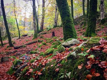 Trees in forest during autumn