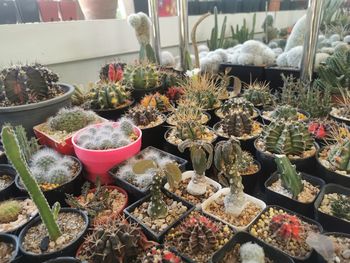 High angle view of potted plants on table