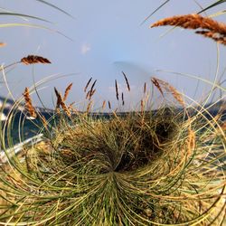 Close-up of cactus plant