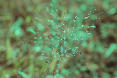 Close-up of fresh green plant