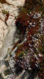 High angle view of lichen on rock
