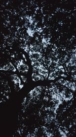 Low angle view of silhouette trees against sky