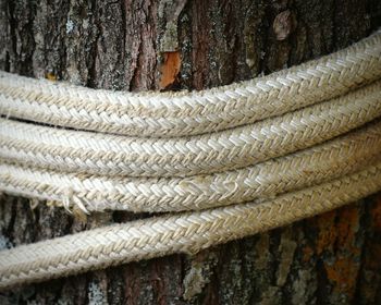 Close up of rope rolled on tree trunk