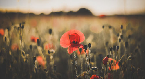 Close-up of poppies blooming on field against sky during sunset