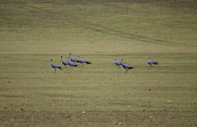 The dancers of grassy uplands, blue cranes, on the road to de hoop reserve