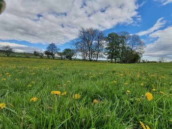 Scenic view of grassy field against cloudy sky