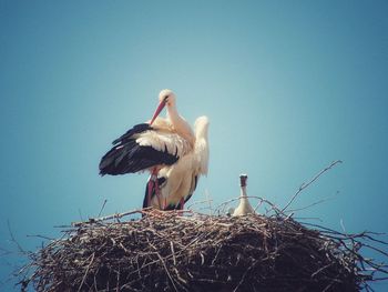 Birds perching on nest against clear sky