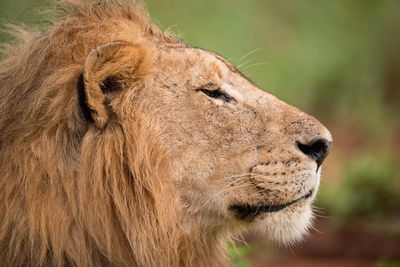 Close-up of a cat looking away