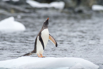 View of bird on frozen lake