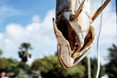 Close-up of dead fish hanging outdoors