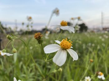 Close-up of flowering plant on field against sky