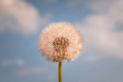 Close-up of dandelion against sky