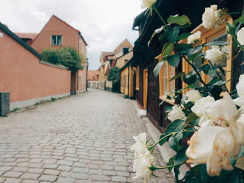 Close-up of white flowering plants in alley amidst houses