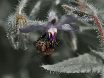 Close-up of insect on flower