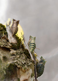 Close-up of leaves on rock