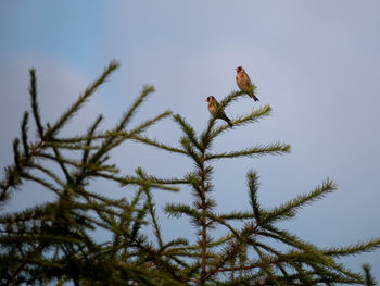 Low angle view of bird perching on tree