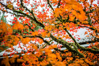 Close-up of autumnal tree against orange sky