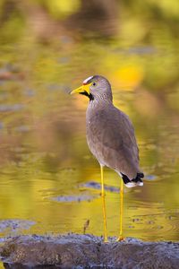 Close-up of an african wattle lapwing on water