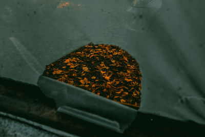 High angle view of plant growing in container