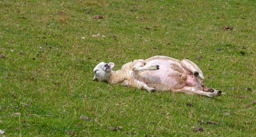 View of a dog resting on field