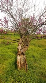 Tree on field against sky