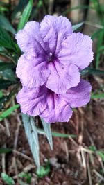 Close-up of purple flower blooming outdoors