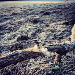 Close-up of lizard on land