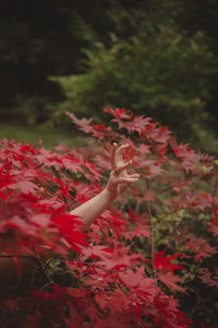 Close-up of red flowering plant