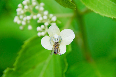 Close-up of insect on white flower