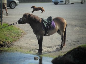 Horse standing on street