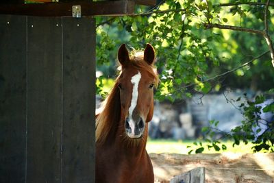 Close-up of horse standing outdoors