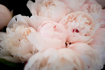 Close-up of white roses