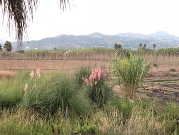 Scenic view of field against sky