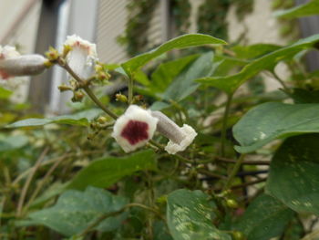 Close-up of flower growing on plant in garden